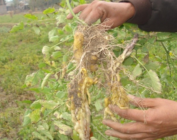 थोक्रे झार
