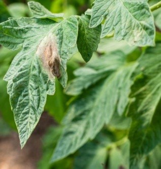 पछौटे डढुवा