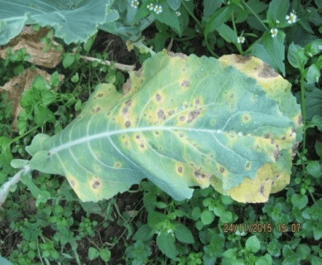 अन्टरनेरिया थोप्ल (Alternaria leaf spot)