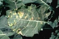डाउनि मिल्ड्यू  (Downy Mildew)