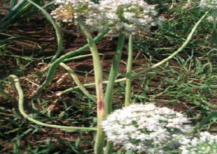 स्टेमफाइलियम डढुवा