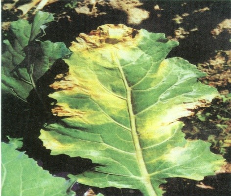 नसा कालो भइ कुहिन (Black Rot)