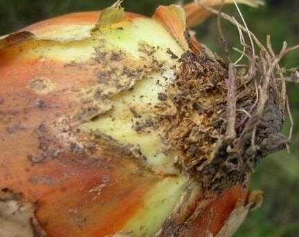 फेंद सडन  (Basal Rot or Pink Rot)