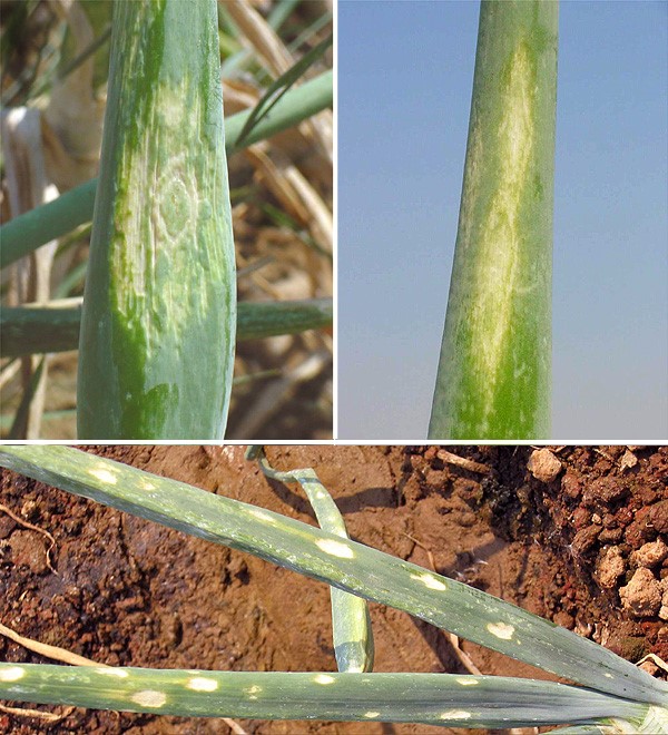 Iris Spot Virus