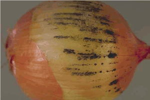 कालो ढुँसी (Black Mould)