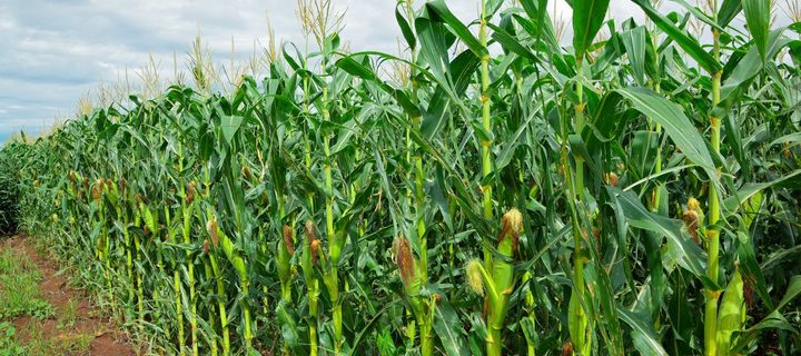 Preview of the Maize best-management practices layer for Nepal