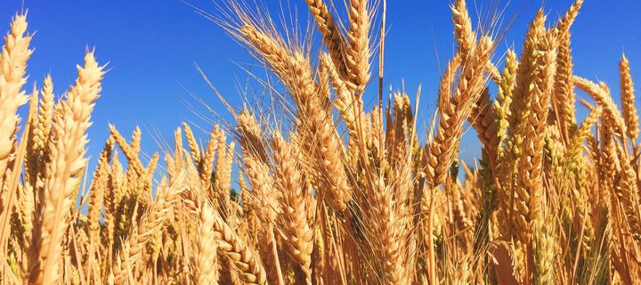 Preview of the Wheat best-management practices layer for Nepal