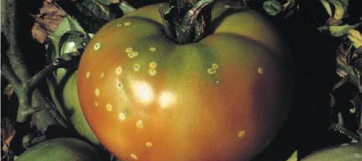 Preview of the Tomato pests & diseases layer for Nepal